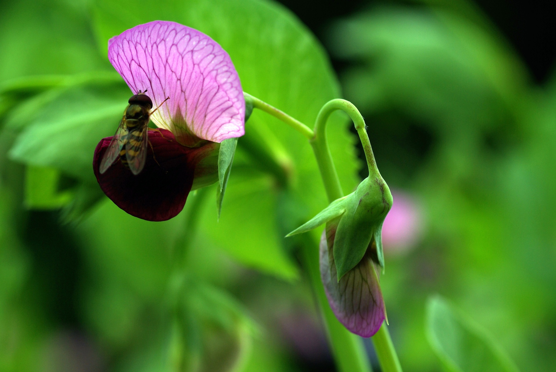 Insectos benéficos en las flores de las leguminosas