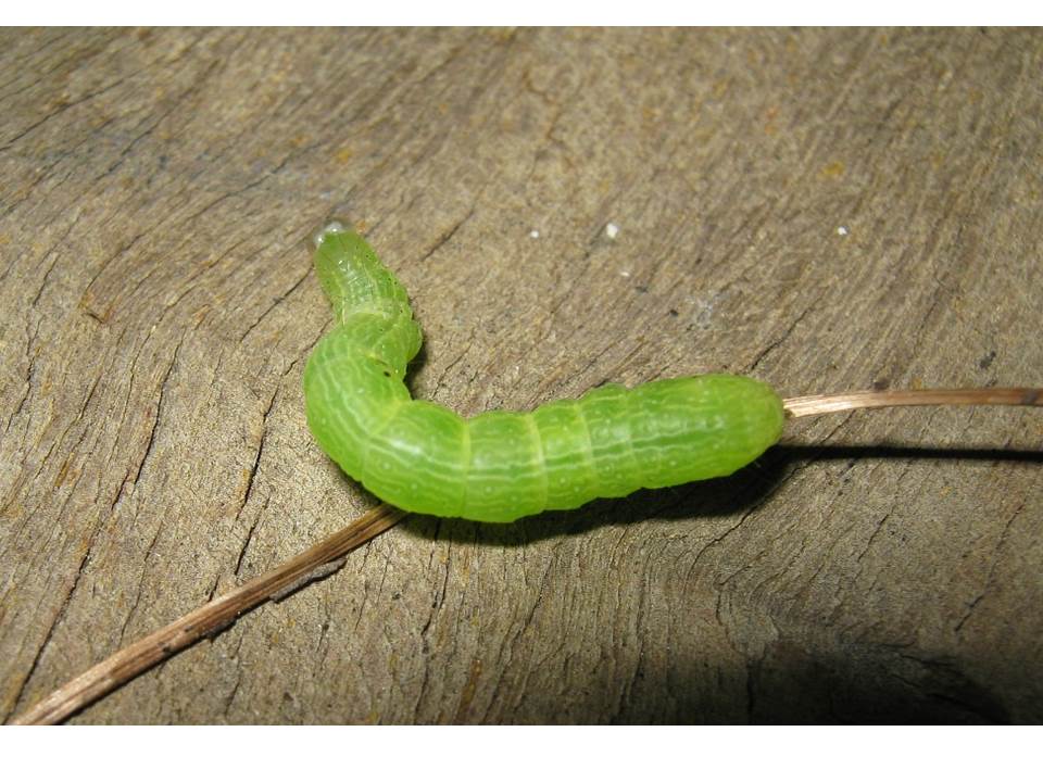 larva u orugas