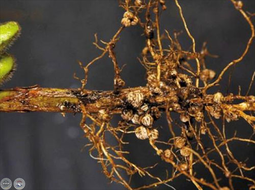 Nodulos en la raíz de leguminosas. Por inoculantespalaversich. com