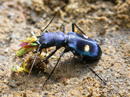 Escarabajo depredador. Por Juan Carlos Atienza