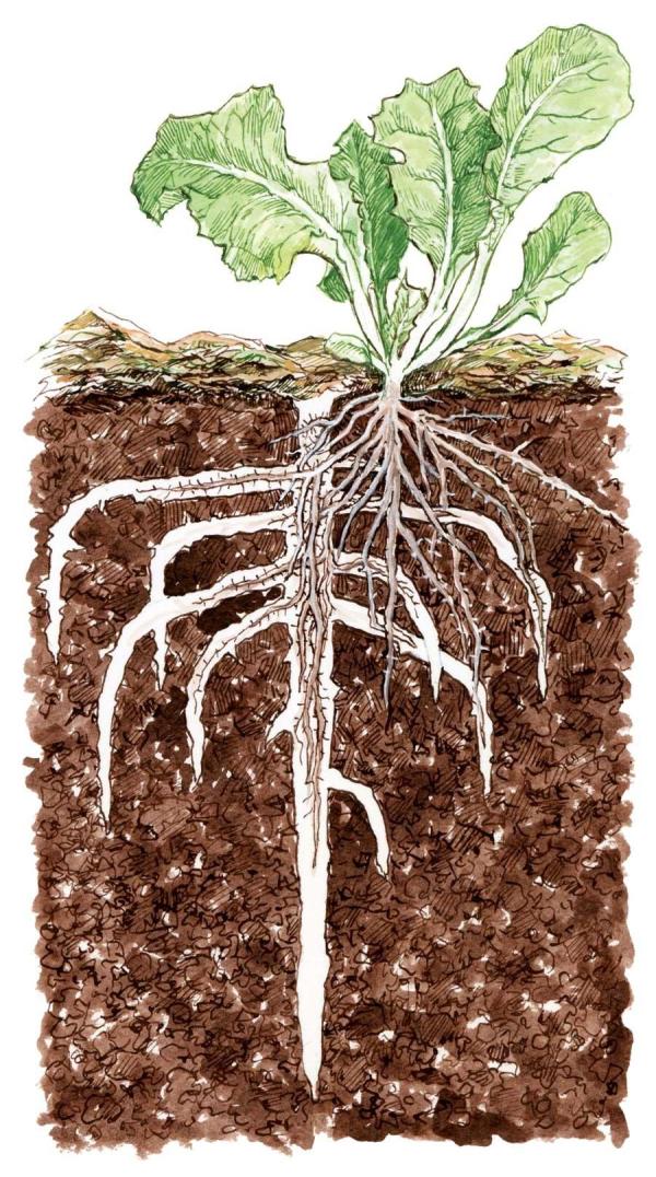 Bio perforación de cobertura vegetal. Por ELAYNE SEARS