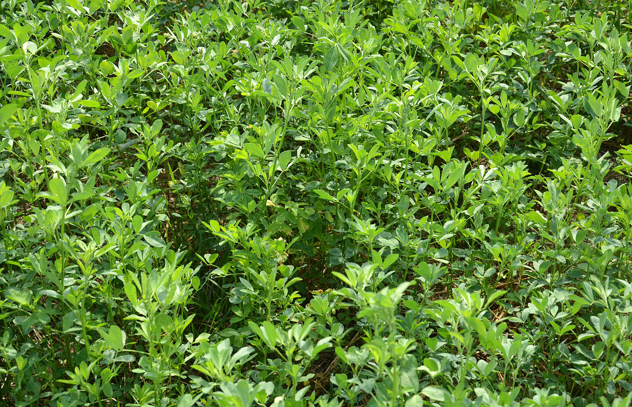 Como Cultivar Alfalfa Organica En Casa Asociacion De
