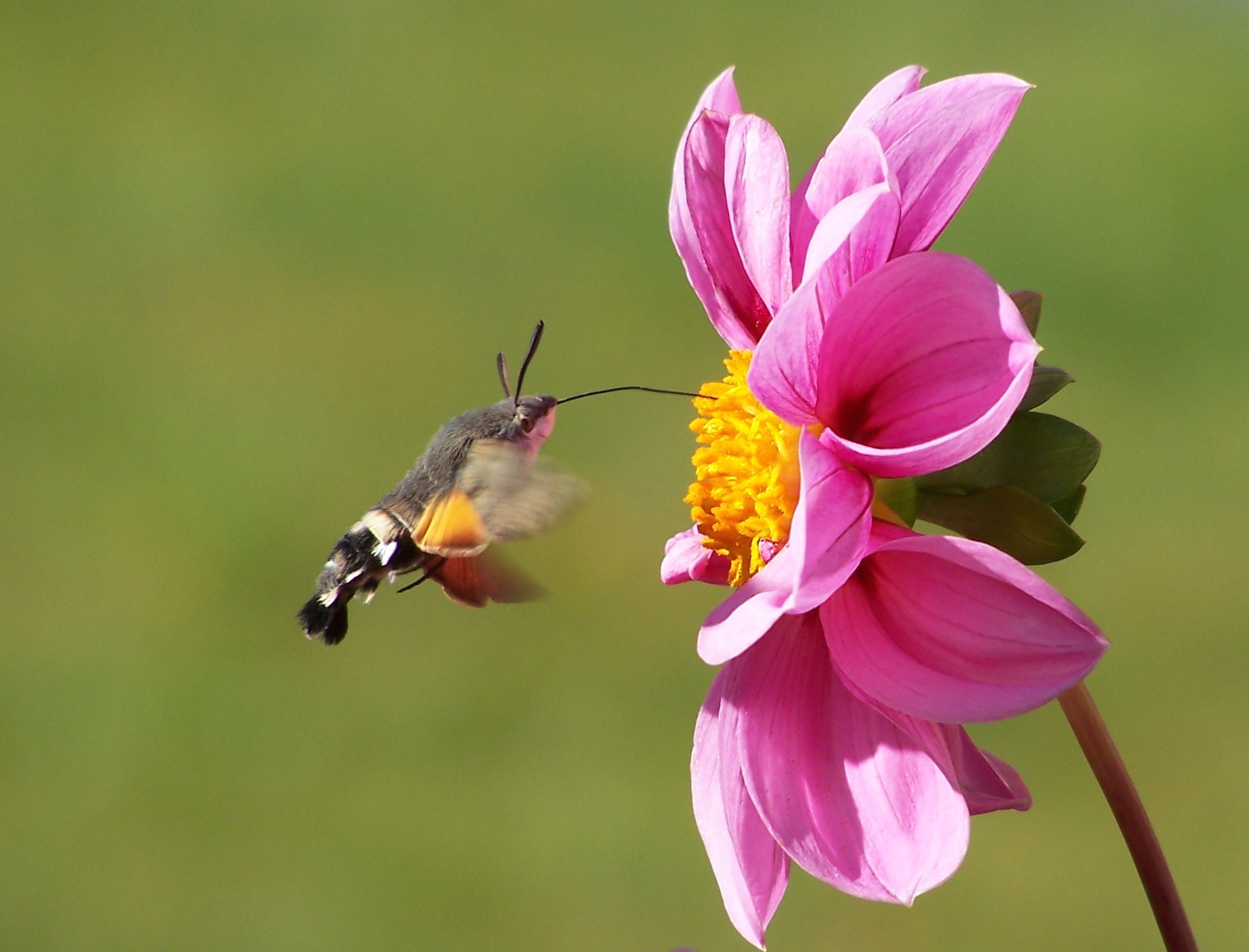 Polilla o mariposa nocturna alimentandose y polinizando una flor de dalia. 