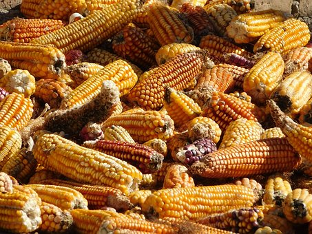 Los mitos del maíz - Asociación de Consumidores Orgánicos