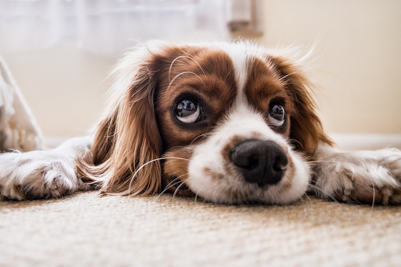 Dólar extraer Certificado Esta estrategia ayuda a calmar la ansiedad de tu cachorro - Asociación de  Consumidores Orgánicos